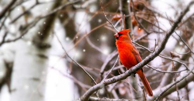 Cardinal bird