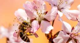 bee gc514ac995 1280 260x140