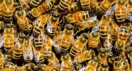 bees g401c58338 1280 260x140