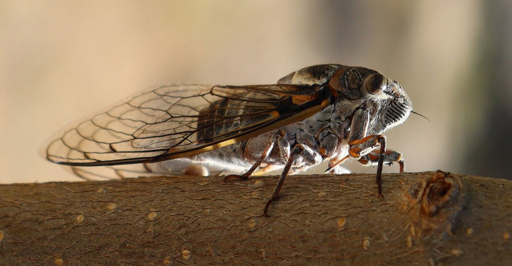 A cicada on a tree limb