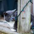 feline