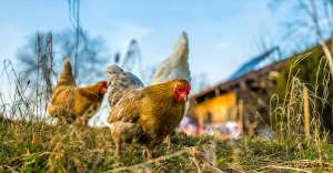 chickens 6078279 1280 300x156