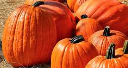 pumpkins 1572864 1280 260x140