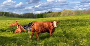 cows g05cb15b4a 1280 300x156