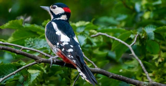 A woodpecker on a tree branch.