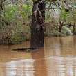 A picnic table submerged in the muddy floodwaters.