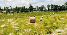 Hay bales in a field.