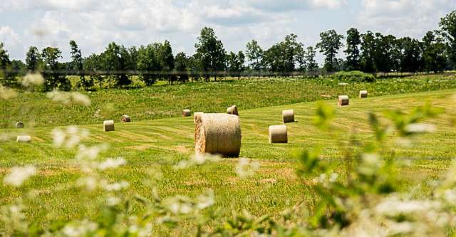 Hay bales in a field.