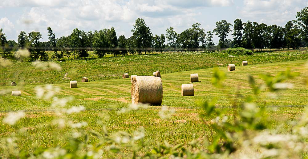 Hay bales in a field.