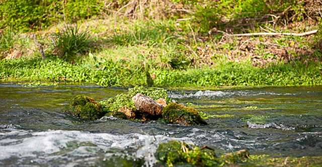 A clump of rocks sitting in the cold spring-water.