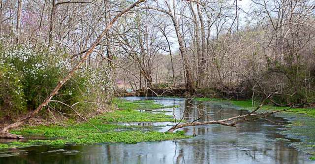 Boze Spring flowing to the Eleven Point River.