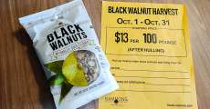 Black walnuts with the harvest announcement.
