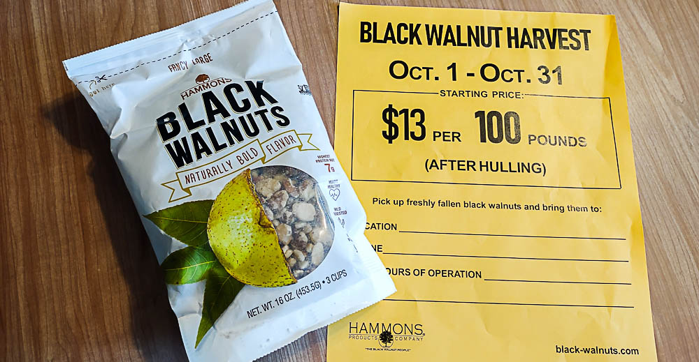 Black walnuts with the harvest announcement.