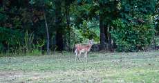A fawn looking at the camera while in a yard.