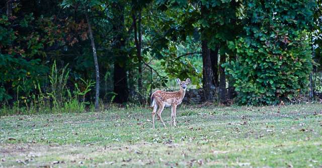 A fawn looking at the camera while in a yard.