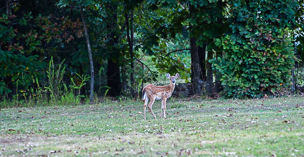 A fawn looking at the camera while in a yard.