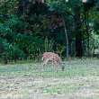 A fawn grazes in a mowed yard.