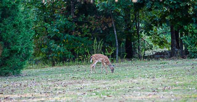 A fawn grazes in a mowed yard.
