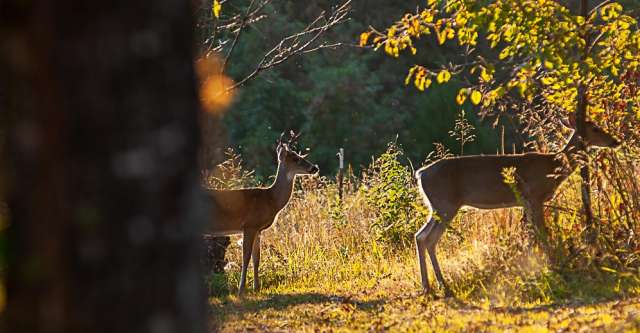 Two deer stand in a field at sunset.