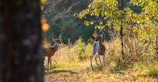 A buck and a doe stand in a field.