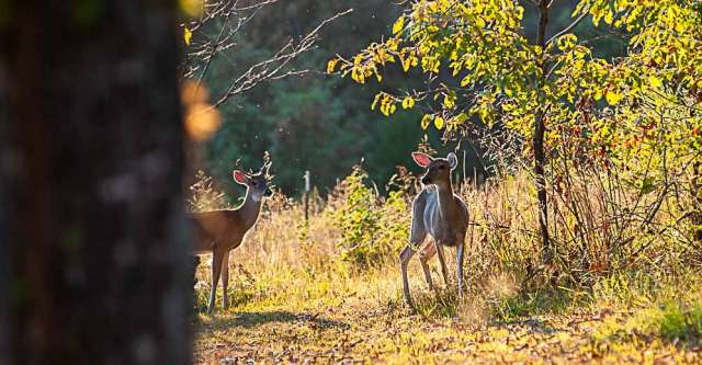 A buck and a doe stand in a field.