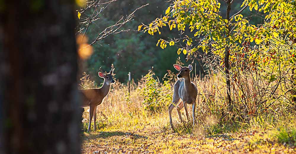 A buck and a doe stand in a field.