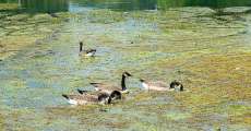 Canadian geese swimming in a lake.
