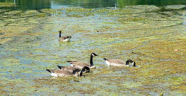 Canadian geese swimming in a lake.