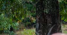 A squirrel climbing a tree.