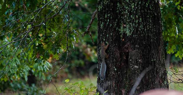 A squirrel climbing a tree.