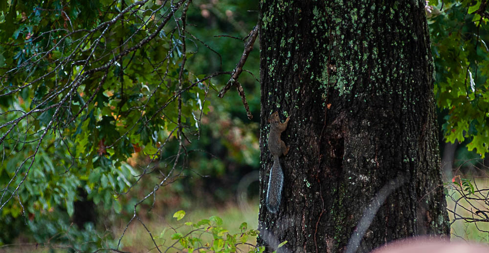 A squirrel climbing a tree.