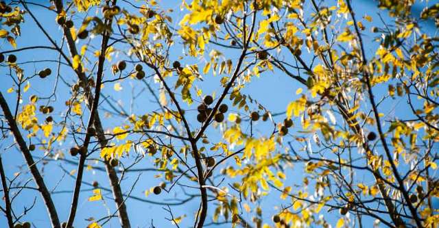 A walnut tree in Oregon County.