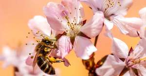 bee gc514ac995 1280 300x156