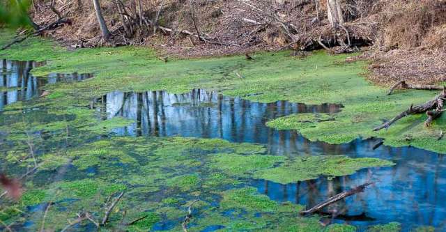 Morgan Spring at the Narrows on the Eleven Point River.