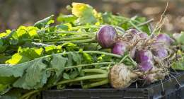 FarmersMarket10312020 copy2 260x140