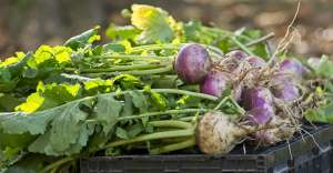 FarmersMarket10312020 copy2 300x156