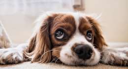 dog 2785074 1280 260x140