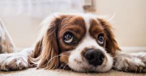 dog 2785074 1280 300x156