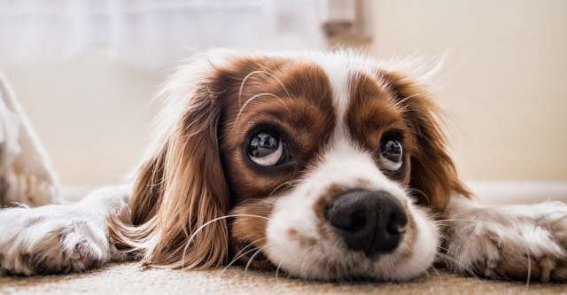 dog 2785074 1280 640x333