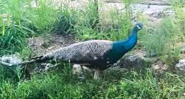 peacock 260x140