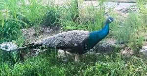peacock 300x156