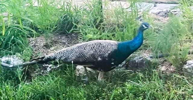 peacock 640x333