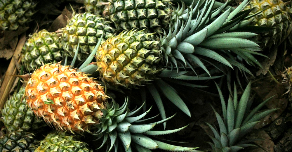 Pineapples