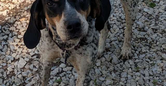 Daisy in Driveway 640x333