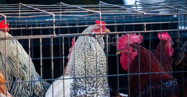 Roosters for sale at a swap meet.