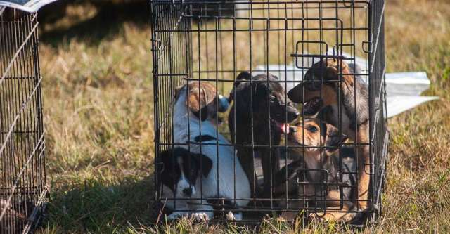 Puppies being sold at the swap meet.